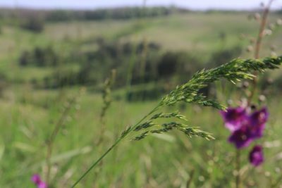 Poa angustifolia, photographed by Oleksii Vasyliuk