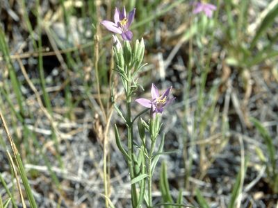 Zeltnera namatophila, photographed by Jim Morefield
