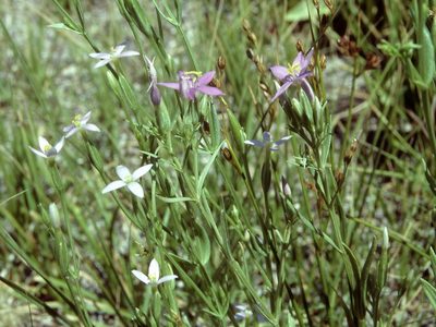 Zeltnera exaltata, photographed by Jim Morefield