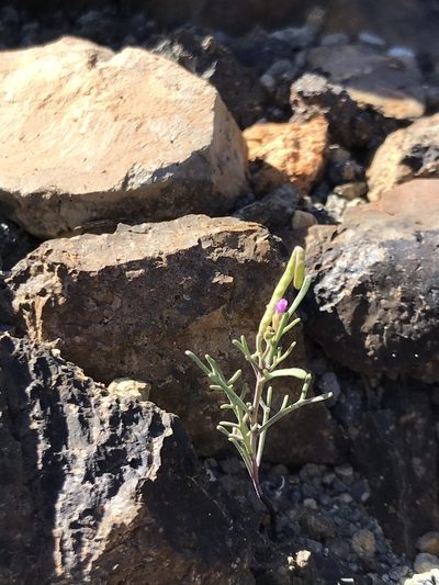 Sibara filifolia, photographed by Sula Vanderplank