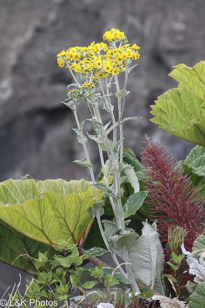 Senecio oerstedianus, photographed by lallen