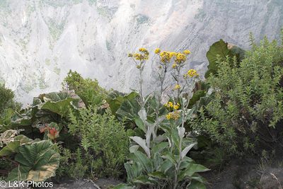 Senecio oerstedianus, photographed by lallen