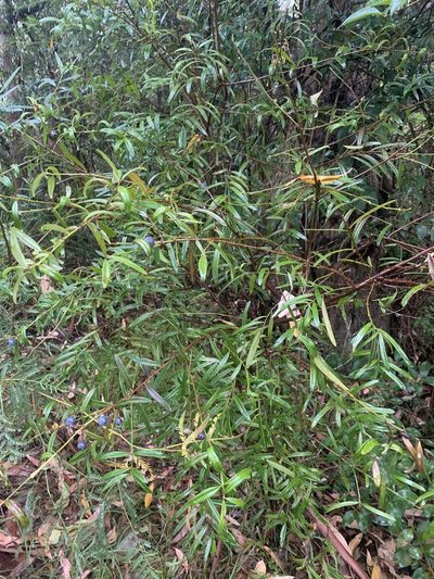 Santalum obtusifolium, photographed by Guy Taseski