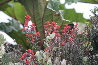 Castilleja irasuensis, photographed by lallen