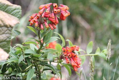 Bomarea hirsuta, photographed by lallen