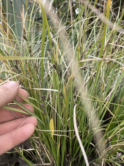 Carex dipsacea, photographed by gregs
