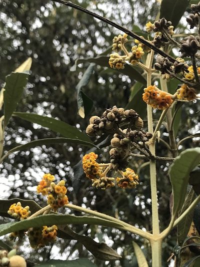 Buddleja incana, photographed by Nicolás Baresch Uribe