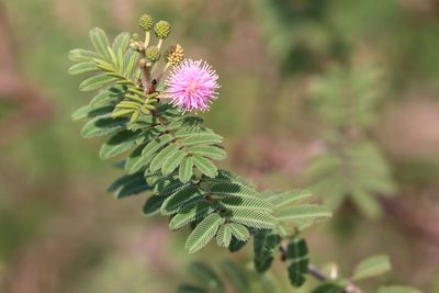 Mimosa berlandieri, photographed by Lauren McLaurin