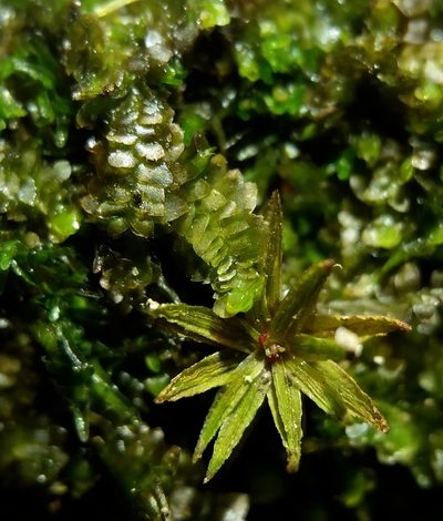 Diplophyllum apiculatum, photographed by Zihao Wang