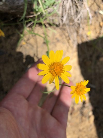 Apowollastonia spilanthoides, photographed by Tim Shields