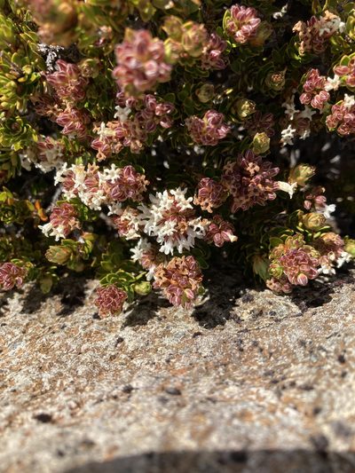 Archeria serpyllifolia, photographed by krumpianking