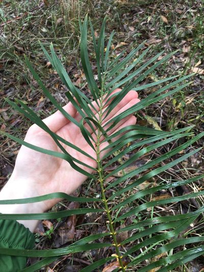 Macrozamia spiralis, photographed by Thomas Mesaglio