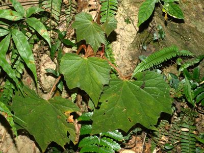 Begonia palmata, photographed by Jacy Chen