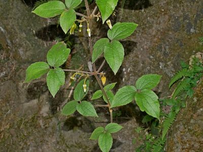 Clematis leschenaultiana, photographed by Jacy Chen