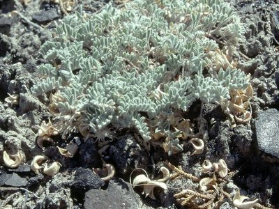 Astragalus anserinus, photographed by Jim Morefield