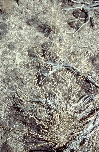 Boechera falcifructa, photographed by Jim Morefield