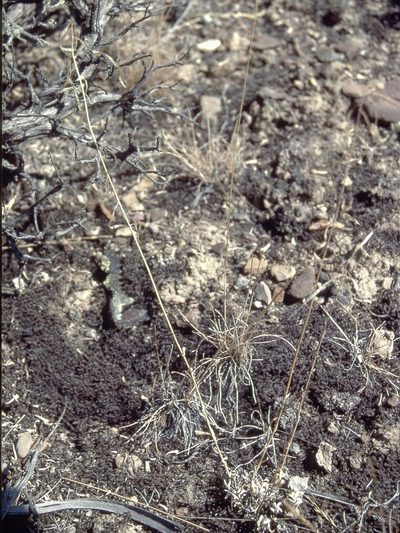 Boechera falcifructa, photographed by Jim Morefield