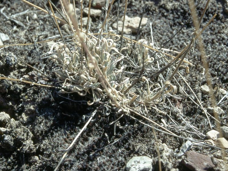 Boechera falcifructa, photographed by Jim Morefield