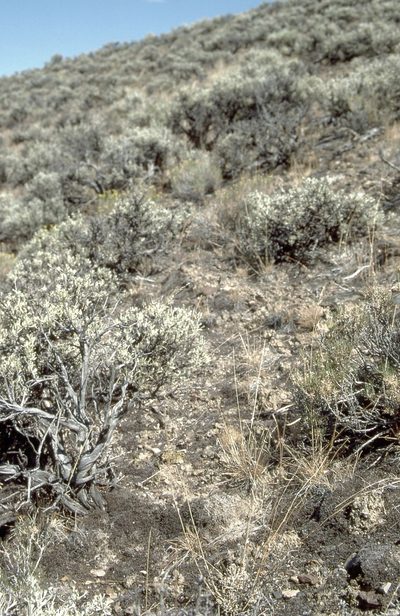 Boechera falcifructa, photographed by Jim Morefield