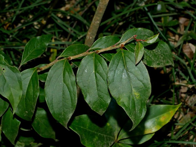 Schoepfia jasminodora, photographed by Jacy Chen