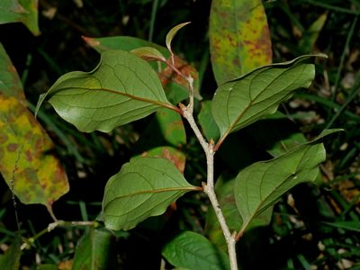 Schoepfia jasminodora, photographed by Jacy Chen
