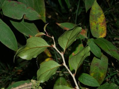 Schoepfia jasminodora, photographed by Jacy Chen