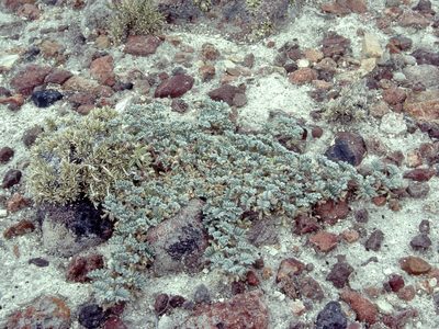 Astragalus tiehmii, photographed by Jim Morefield
