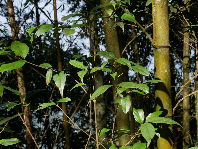 Viburnum integrifolium, photographed by Jacy Chen