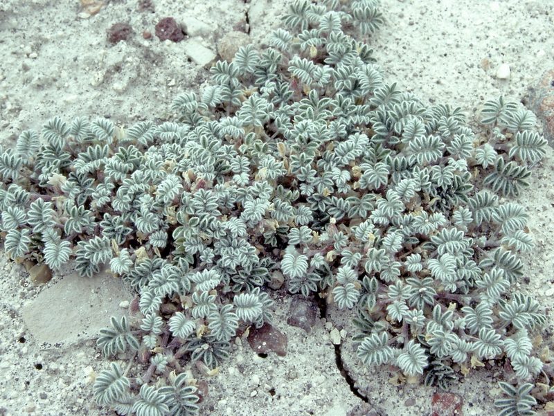 Astragalus tiehmii, photographed by Jim Morefield