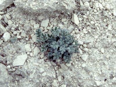 Astragalus tiehmii, photographed by Jim Morefield