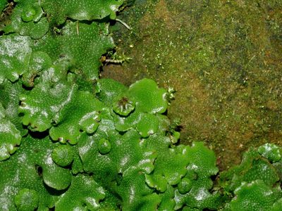 Wiesnerella denudata, photographed by Jacy Chen