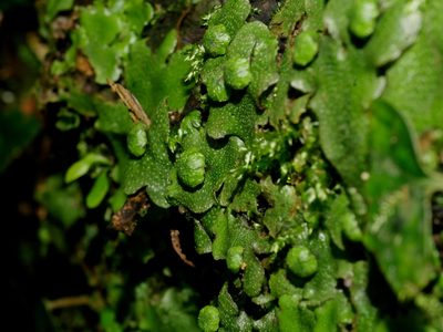 Wiesnerella denudata, photographed by Jacy Chen