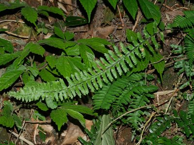 Hymenasplenium cheilosorum, photographed by Jacy Chen