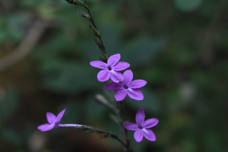 Pseuderanthemum cuspidatum, photographed by Jake Rehage