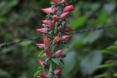 Echeveria australis, photographed by Jake Rehage