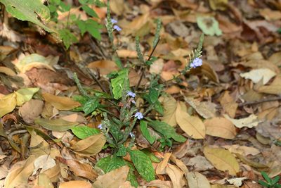Eranthemum roseum, photographed by S.MORE