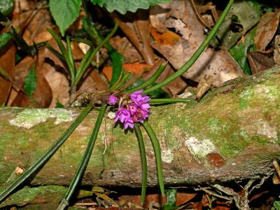 Holcoglossum pumilum, photographed by Jacy Chen