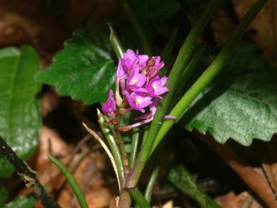 Holcoglossum pumilum, photographed by Jacy Chen