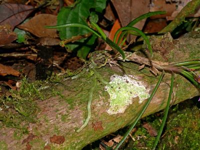 Holcoglossum pumilum, photographed by Jacy Chen