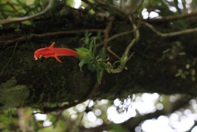 Columnea glabra, photographed by Jake Rehage