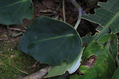 Peperomia maculosa, photographed by Jake Rehage