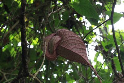 Aristolochia grandiflora, photographed by Jake Rehage