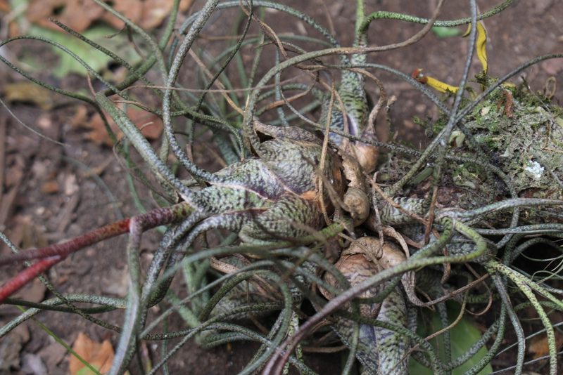 Tillandsia butzii, photographed by Jake Rehage