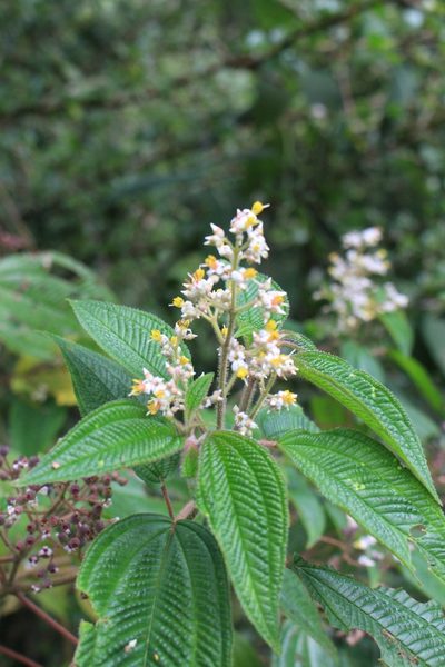 Miconia subseriata, photographed by Jake Rehage