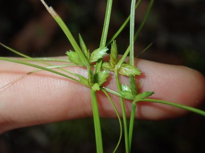 Cyperus gracilis, photographed by Thomas Mesaglio