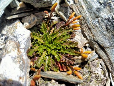 Pachycladon novae-zelandiae, photographed by John Barkla