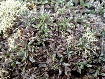 Leptinella pectinata, photographed by John Barkla
