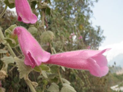 Lophospermum erubescens, photographed by Alexis López Hernández