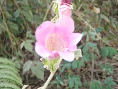 Lophospermum erubescens, photographed by Alexis López Hernández