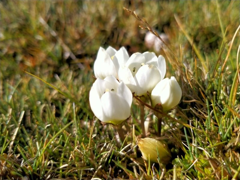 Gentianella amabilis, photographed by John Barkla